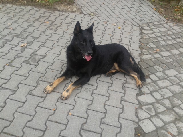 Znaleziono psa rasy owczarek niemiecki