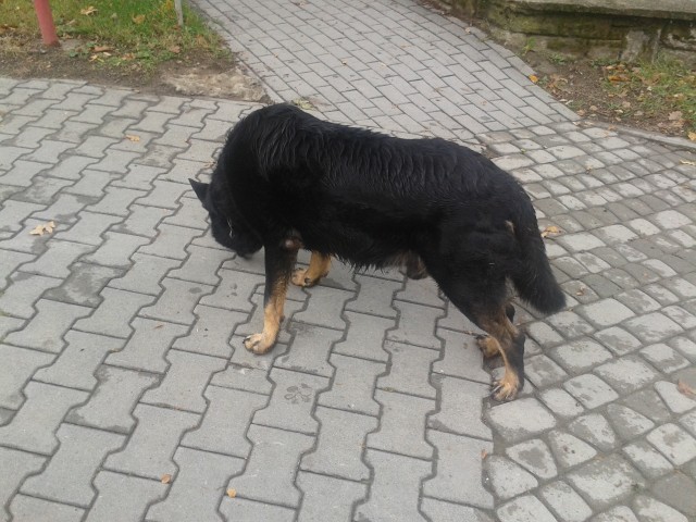 Znaleziono psa rasy owczarek niemiecki
